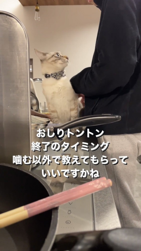 振り向く猫