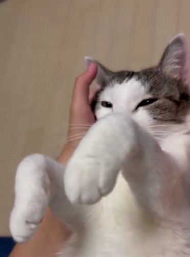 マッサージされている猫