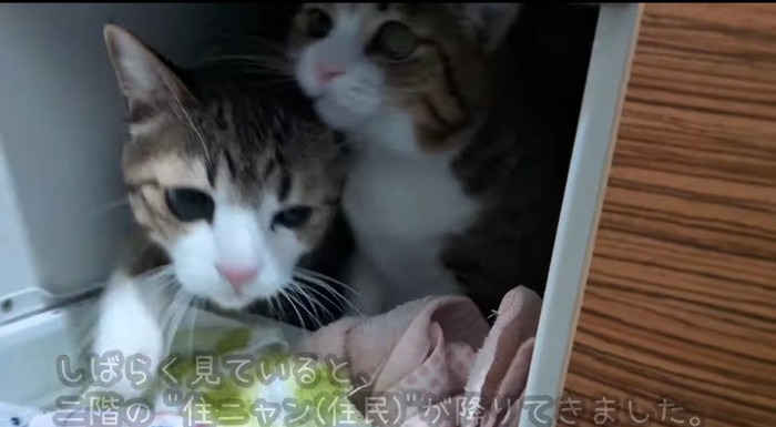 引き出しの中の猫