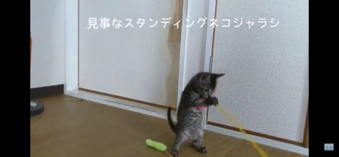 立ち上がる