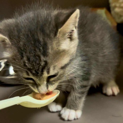 初めての食事をするベジータくん