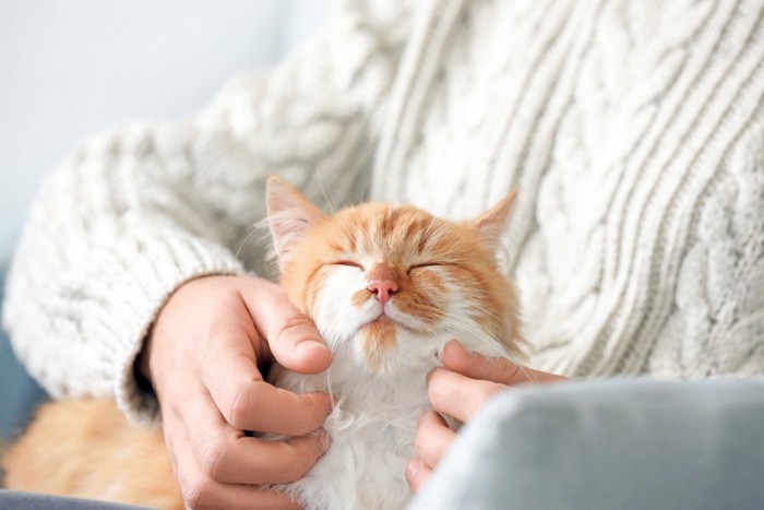 飼い主の膝の上でなでられている猫