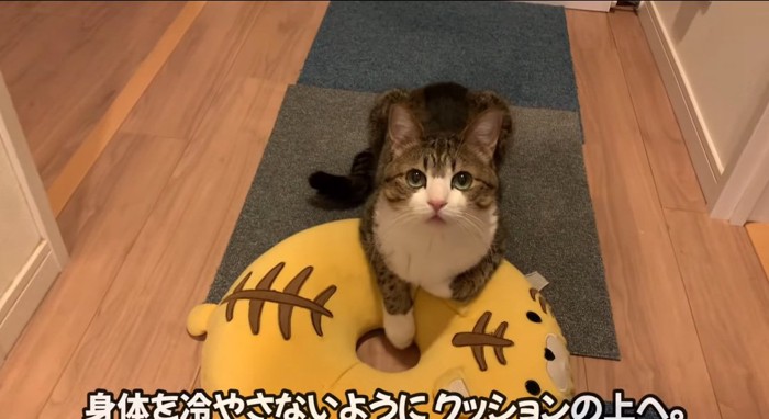 クッションの上の猫