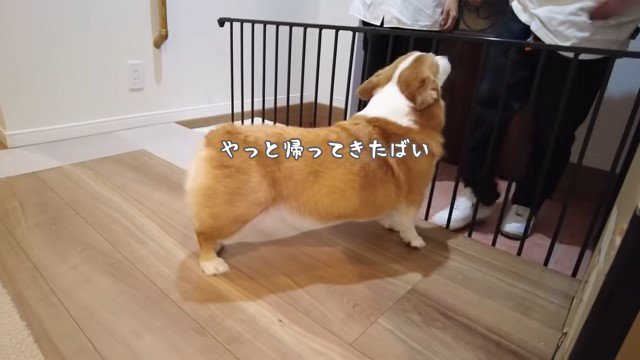 玄関の犬