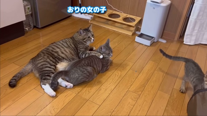 肩くみ猫