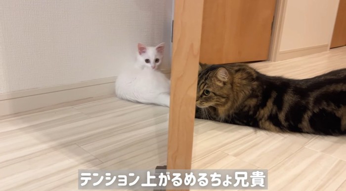 ドアの前の猫