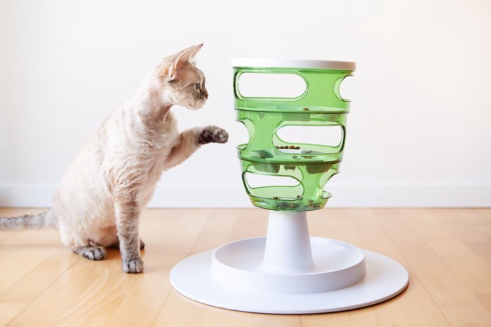 知育玩具で遊ぶ猫