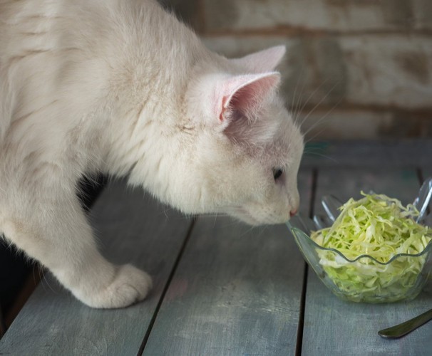 千切りキャベツの匂いを嗅ぐ猫