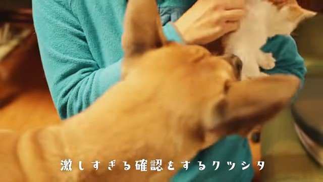 抱かれた子猫に顔を寄せる犬