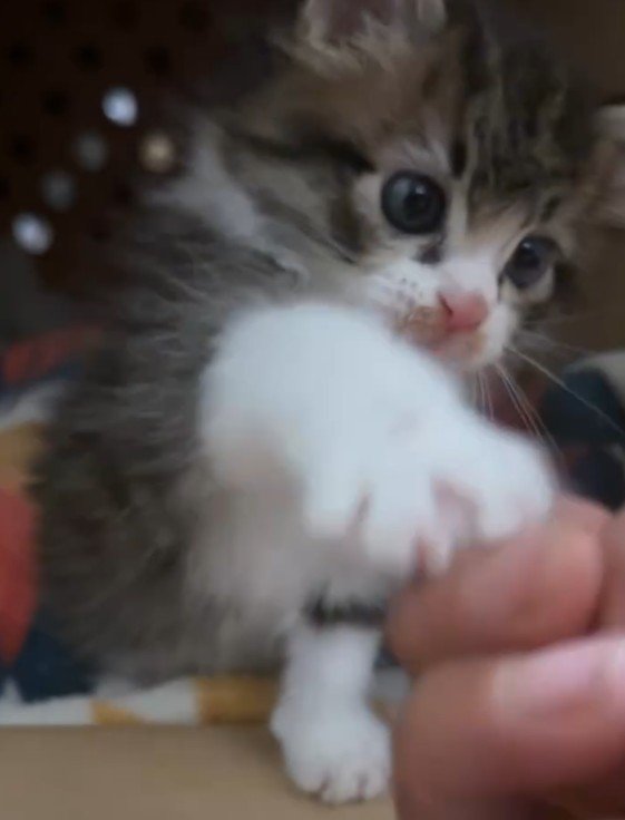 手で遊ぶ猫