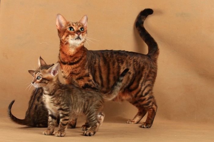 トイガーの親猫と子猫が並んで立っている光景