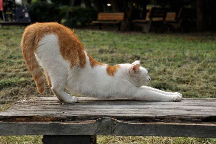 伸びる猫