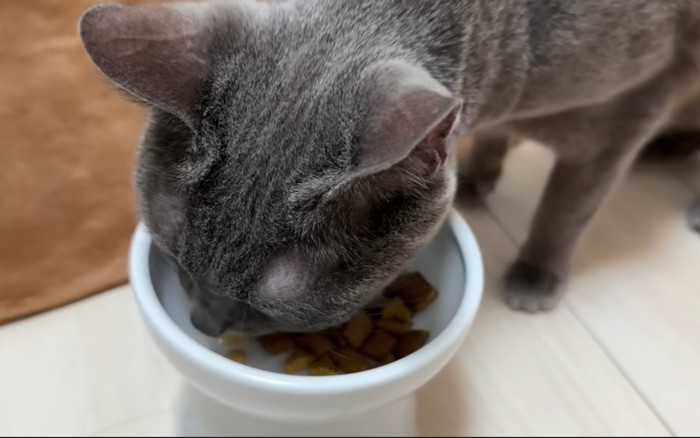 食べる猫