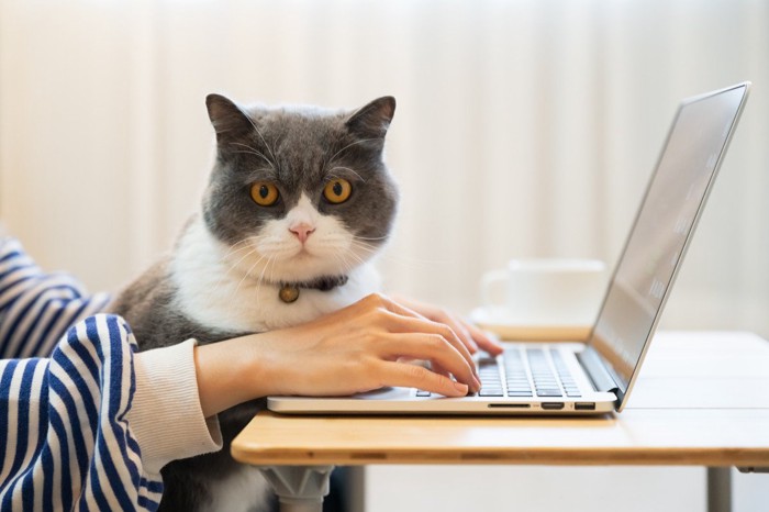 飼い主に寄り添う猫
