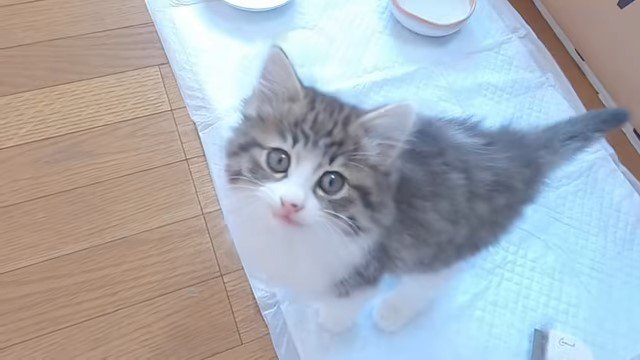 見上げている子猫