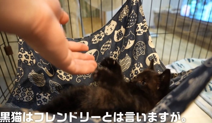 黒猫はフレンドリーの文字と子猫