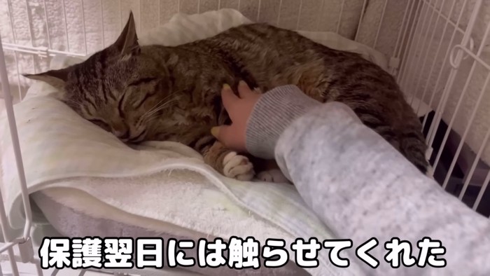 なでられる猫