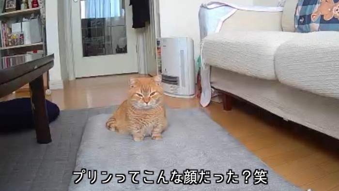 カメラをみる猫