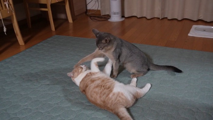 猫パンチする猫