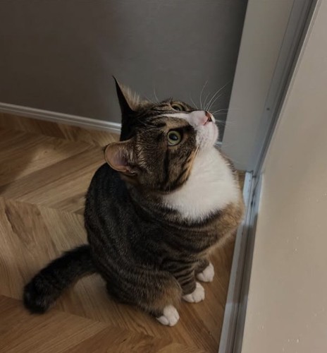 お風呂のドアを見つめる猫(横)