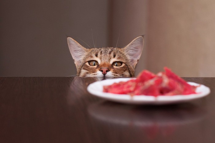 食べ物を見つめる猫