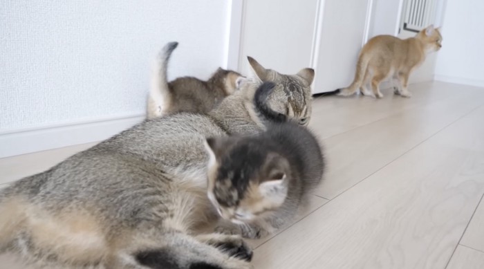 キキにスリスリする子猫