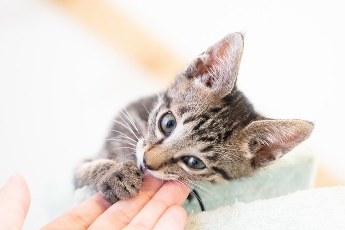 人の手で遊ぶ子猫