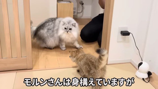 モルンくんとリソラちゃんの直接対面