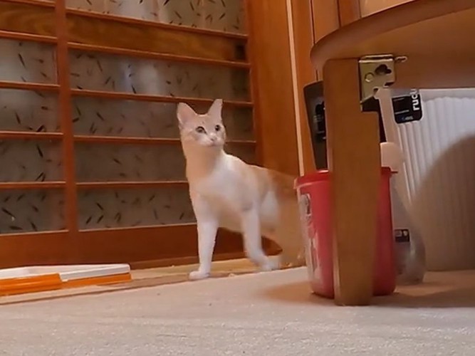 様子を見に来た猫