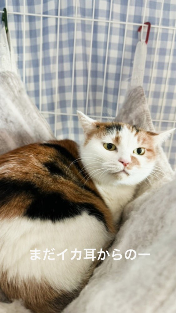 耳を倒しながら投稿者を見つめる猫