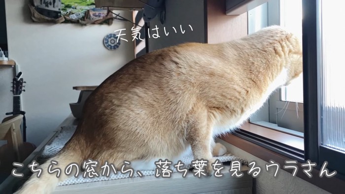 窓から外を見る猫