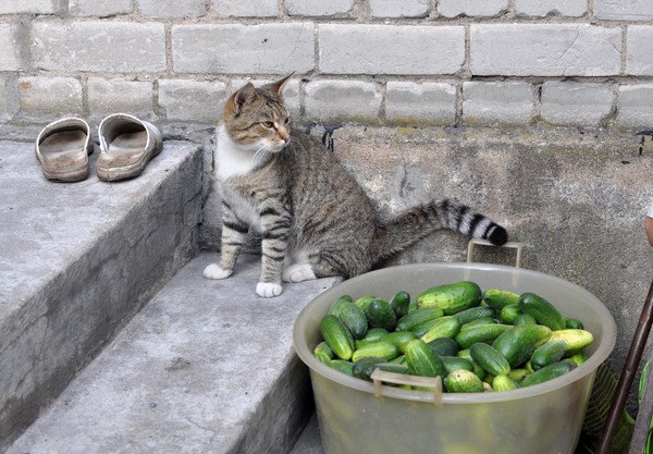 猫と大量のきゅうり