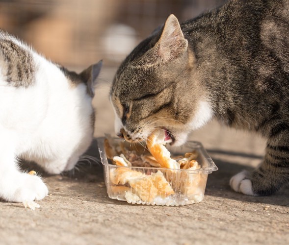 猫とパン