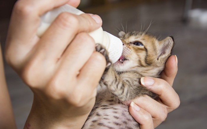 子猫にミルクをやる