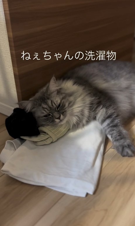 洗濯物の上で寝る猫