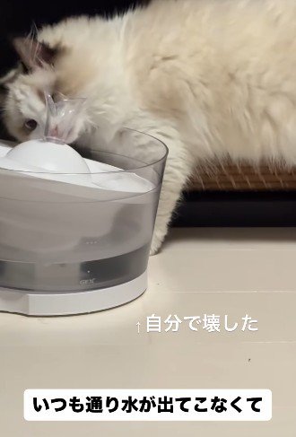 壊れた給水器をチェックする猫