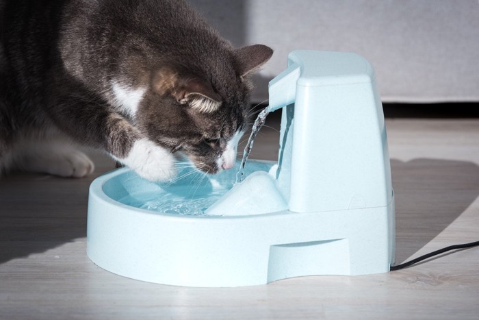 水を見る猫
