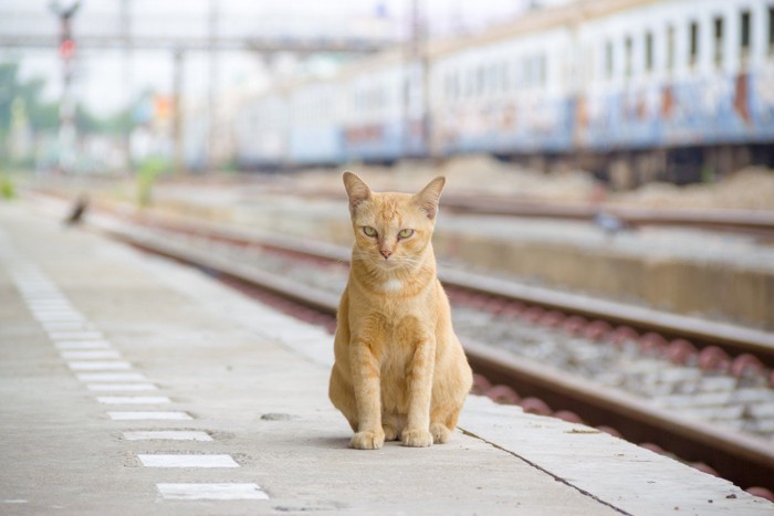 駅のホームに座る猫