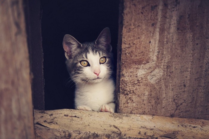 屋根裏の猫