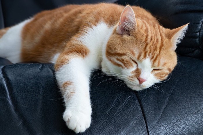 ぐったりする猫