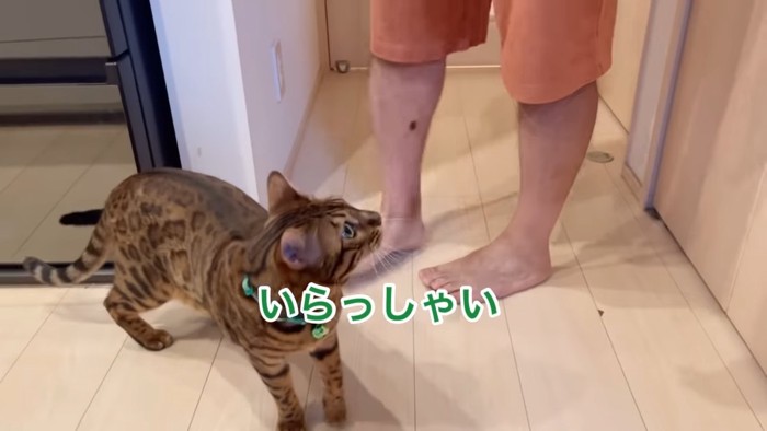 人の足元に立つ猫