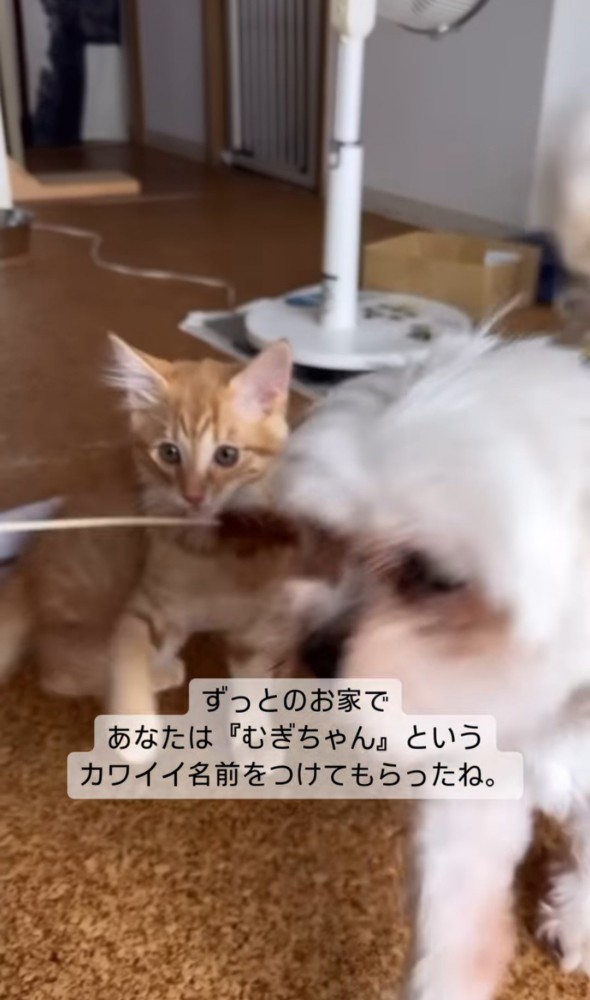 猫じゃらしで遊ぶ子猫