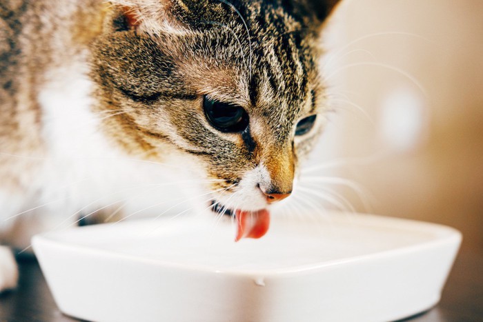 器の水を飲む猫