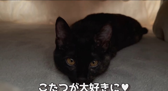 コタツの中の猫