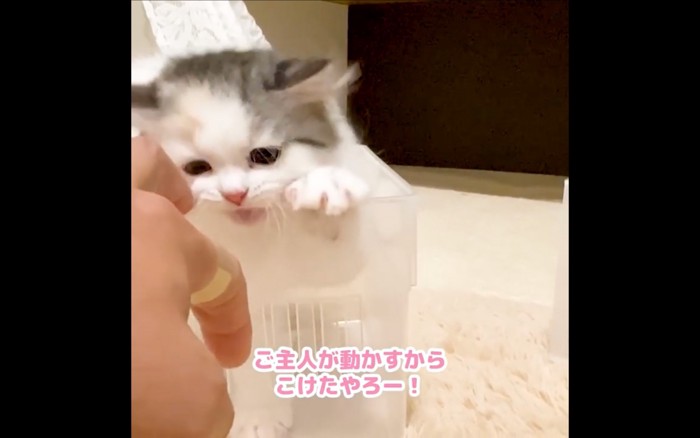 かじる猫