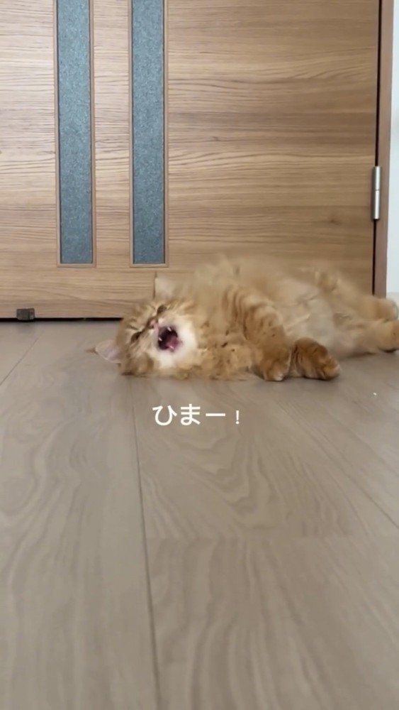 口を開けて寝転がる猫