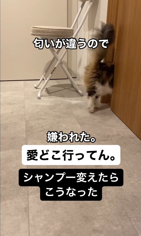 ドアの向こうへ行ってしまう猫