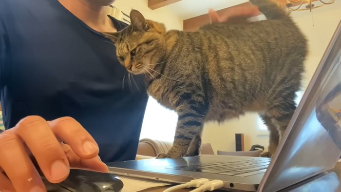 お尻をポンポンされている猫