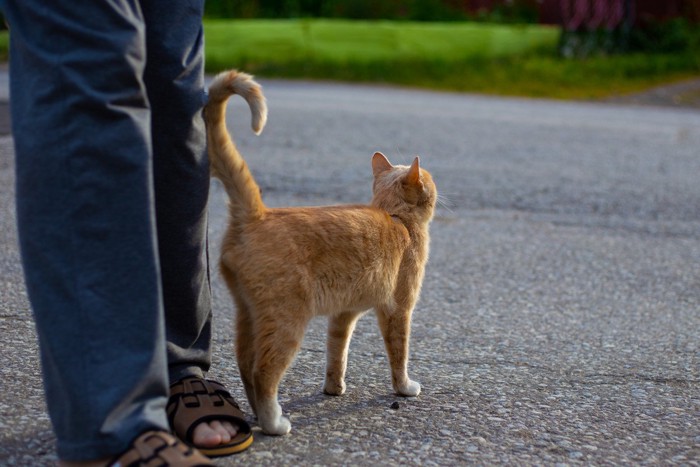 足元でしっぽをあげる猫