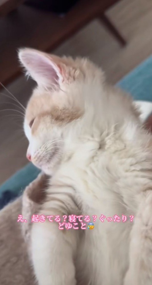 横を向いて寝る子猫